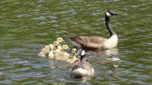 proud geese with babies