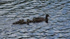 mama with babies in water
