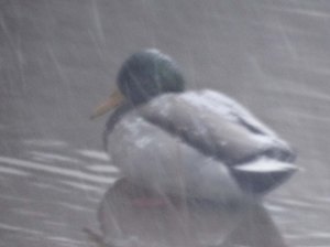 How about some cold duck?