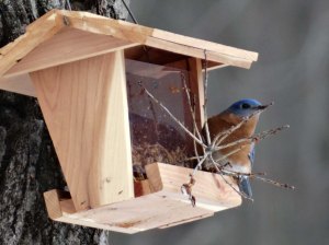 Bluebird eating very expensive mealworms.