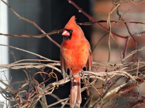 cardinal
