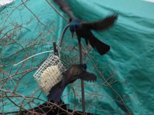 grackle in flight