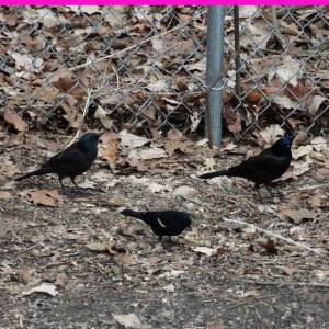 grackles with red winged