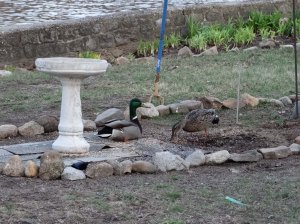 Brad keeping watch while Angie eats dinner.