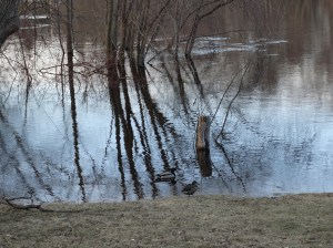"This is great! Why didn't she flood the yard sooner?"
