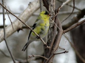 "Someday I'll be beautiful!"