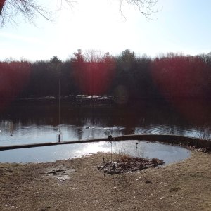 Soggy  hummingbird garden.