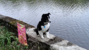 Sparky, April 26, 2000 to January 20, 2015