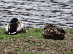 brad and angi sleeping