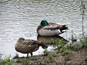 brad and angie sleeping