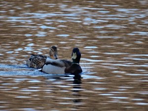 Brad and Angie arriving for dinner.
