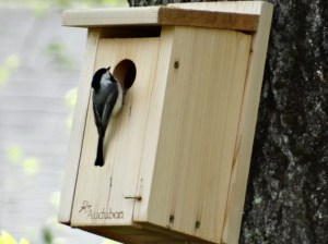 checking out nest box