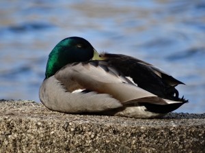 Brad, settling in for a nap.