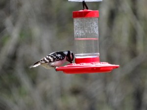 Sugar water refreshes a downy woodpecker.