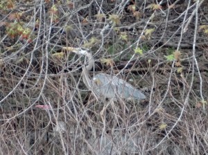 Isis, my great-blue heron.