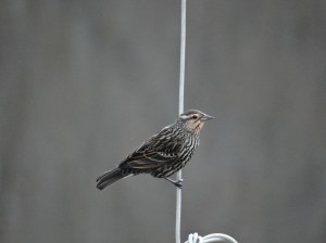 Female red-wing blackbird.