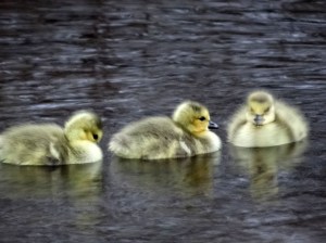 Goslings