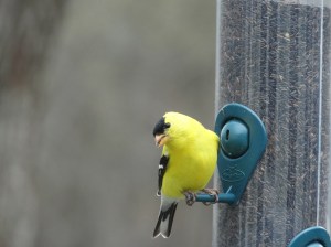 Molto bello il mio uccello