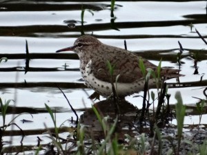 Sanderling
