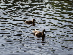 mama and duckling