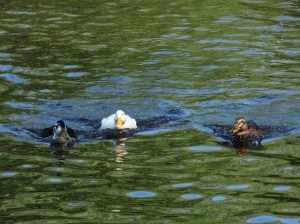 Here come trouble, times three.