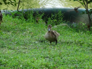 "Grandma, I'm here!"