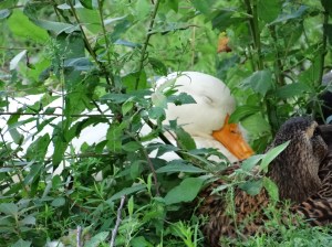 Ben taking a snooze.