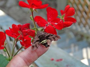 humming bird moth too