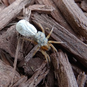 Mama spider with empty egg sack and infant spiders clinging to her back.