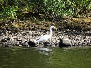 Great egret - cool!