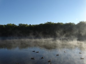 Morning mist with my friends.