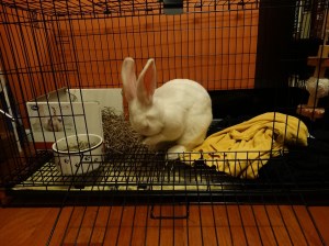 Comfy, cozy home, sweet home.