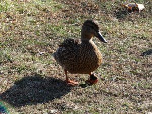 I need to get my ducks some boots!