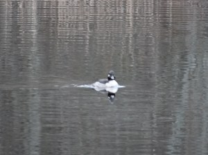 Bufflehead duck