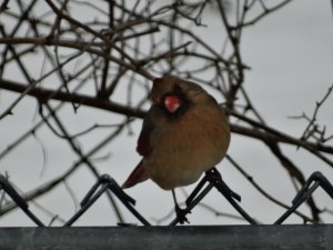 Female northern cardinal, wondering why I'm outside in the cold weather taking her picture.