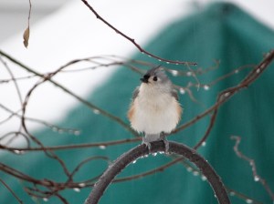 Tufted titmouse, waiting his turn at the suet feeder.