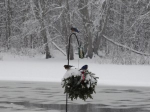 Bluebirds sharing the suet.