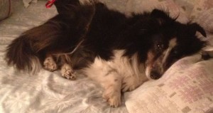 Rest in peace, my sweet boy.