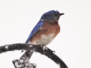 A hardy bluebird, enduring the early Spring snowfall.