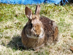 A wild rabbit stopped by to check out the progress.