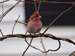 Even a purple finch got curious.