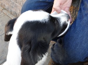 First lick of ice cream. Yum!