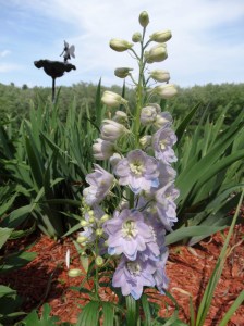 Divine delphinium!