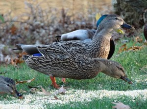 Franny, in all her fat hen splendor.