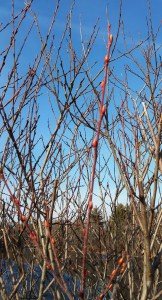 20160131_135933