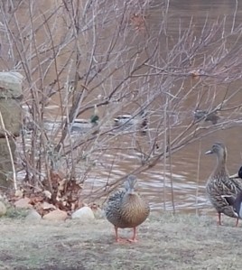 20160131_161653
