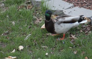 mallard drake, drake, drake duck, ducks, mallards, molting ducks