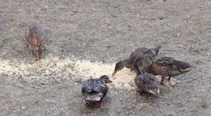 mallards, ducks, wild rabbits, cooper's hawk