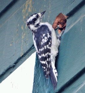 downy woodpecker, nesting woodpecker, woodpecker building nest in house, female down woodpecker