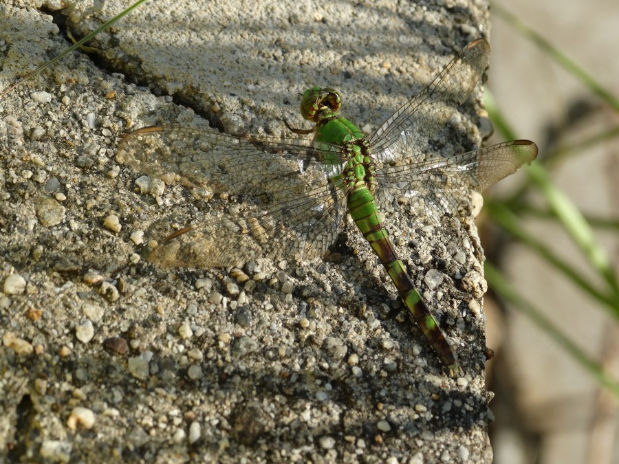 green dragonfly